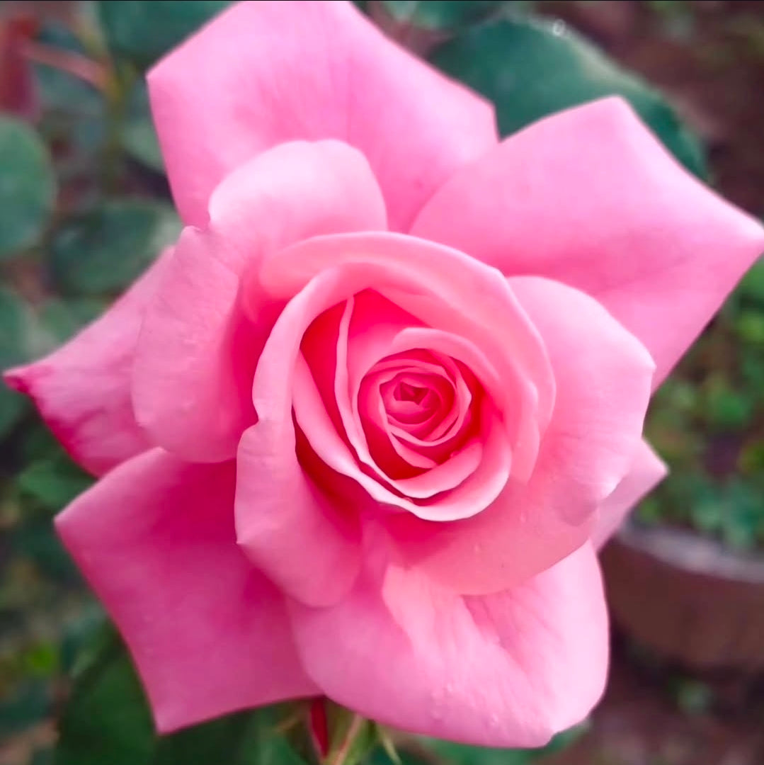 Rose Refresher